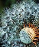 Seedy Dandelion_DSCF02528-30